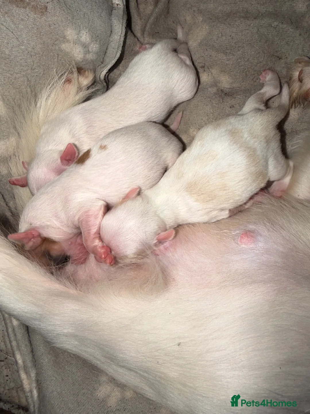 Chihuahua dogs for sale: 3 adorable chihuahuas for sale - Advert 1