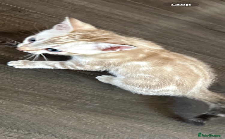Bengal cats - Advert 14