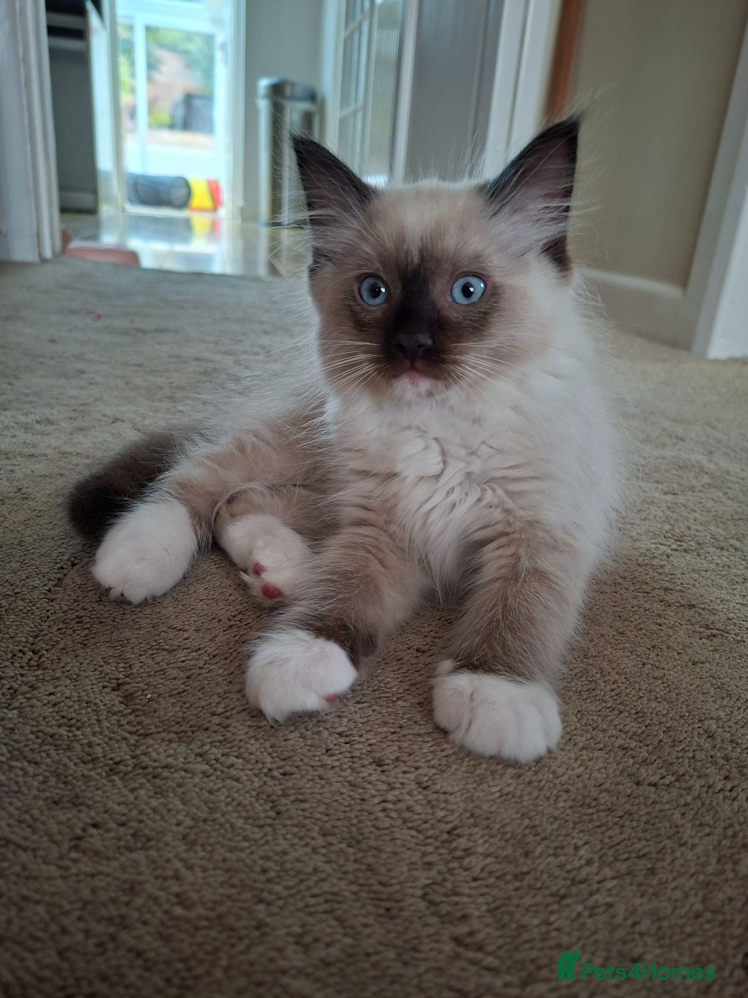 Ragdoll cats Stunning Pure Ragdoll Kittens.  - Advert 2