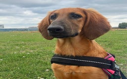 Mixed Breed dogs for adoption: Wren (Hound/Shepherd mix) - Image 1