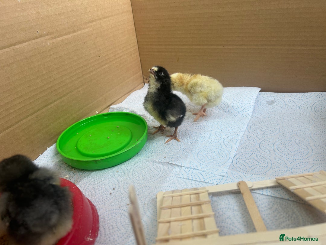 Chickens poultry for sale: Chicks for sale  - Image 5