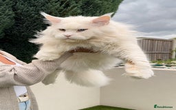 Maine Coon cats for stud: XL STUD AVAILABLE  in Brighouse - Image 3