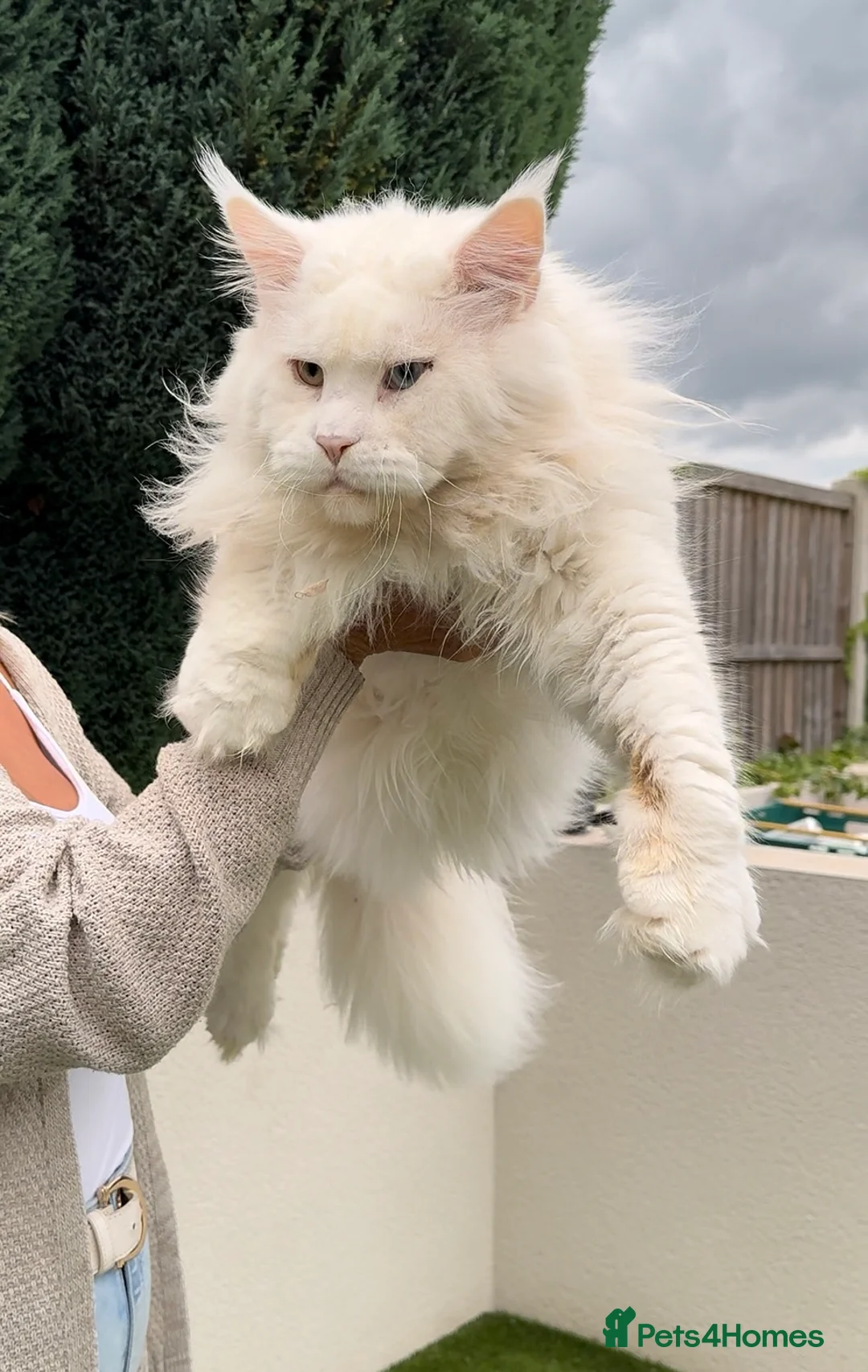 Maine Coon cats for stud: XL STUD AVAILABLE AND KITTENS in Brighouse - Advert 3