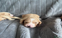 Cockapoo dogs for sale: Stunnning cockerpoos  - Image 13