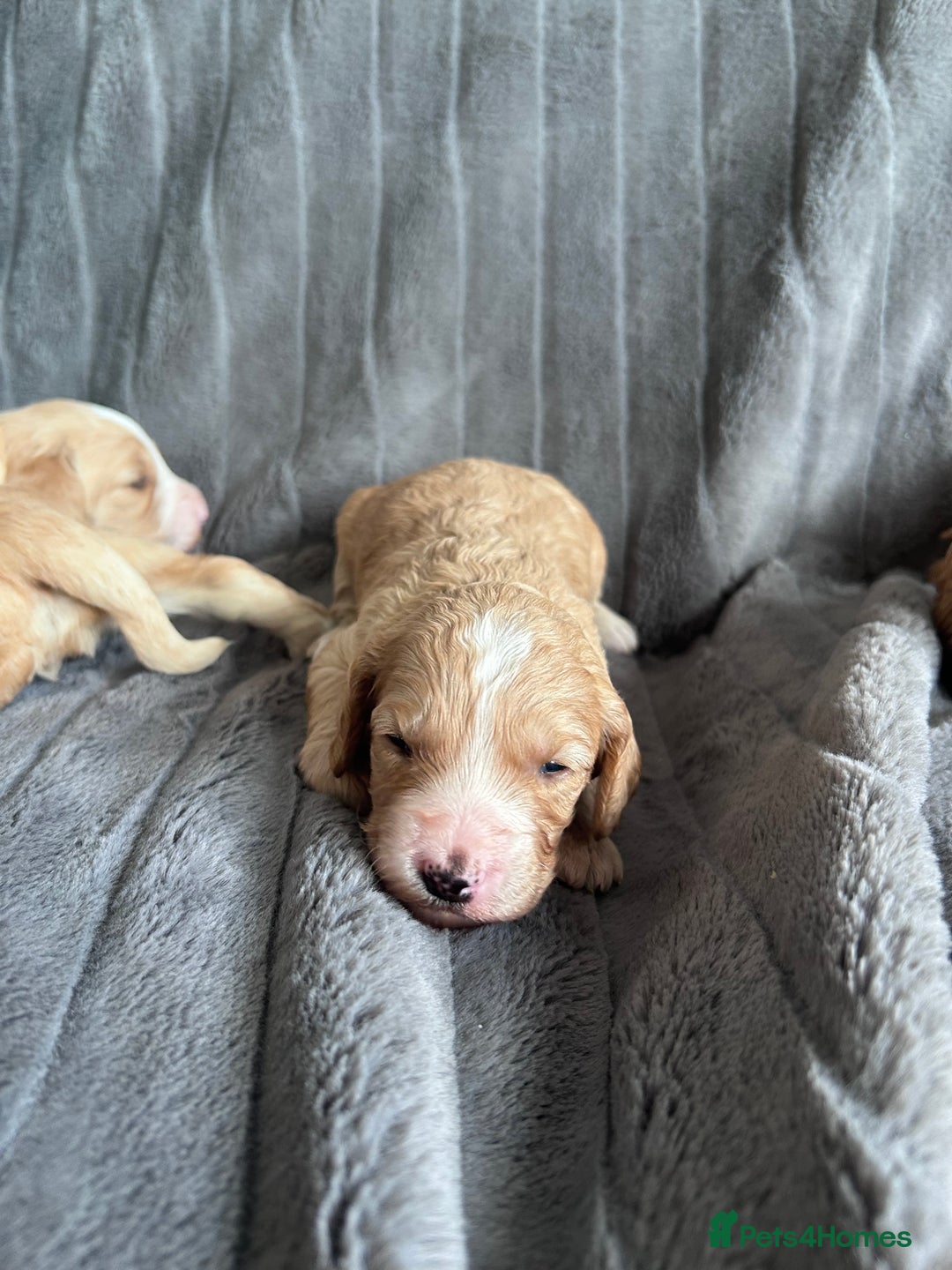 Cockapoo dogs for sale: Stunnning cockerpoos  - Image 13