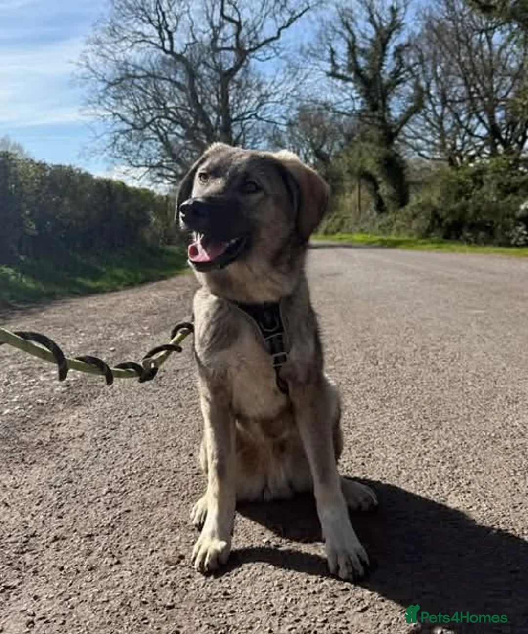Mixed Breed dogs for adoption: Meet Mars, currently residing in Cheshire  in Nantwich - Advert 2