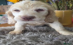 Clumber Spaniel dogs for sale: ***sold pending collection ***Clumber spaniel KC  - Image 5