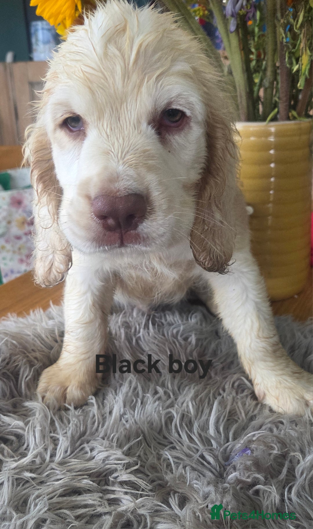 Clumber Spaniel dogs for sale: ***sold pending collection ***Clumber spaniel KC  - Image 5