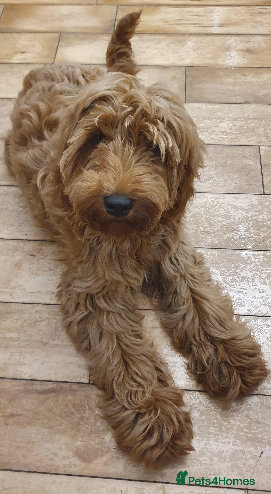 Cockapoo dogs Male cockapoo pup for sale - Advert 5