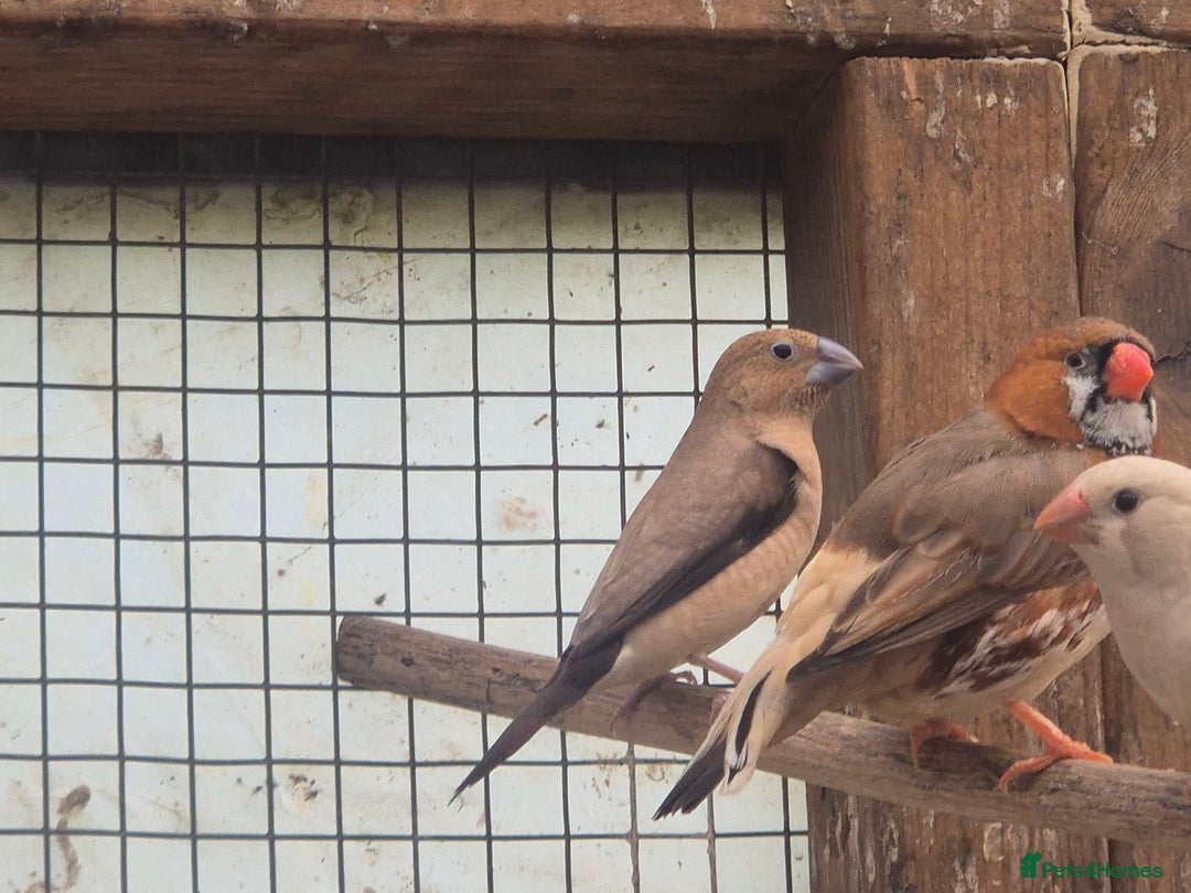 Finches birds for sale: ZEBRA FINCHES FOR SALE - Image 9