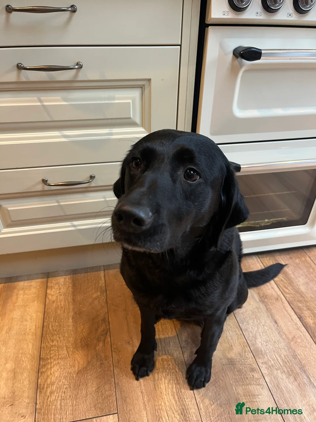 Labrador Retriever dogs for sale: Labrador Puppies - Advert 2
