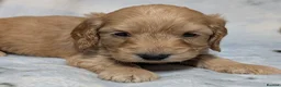 Cockapoo dogs for sale: Quality F1 Cockapoo puppies  in Ammanford - Advert 33
