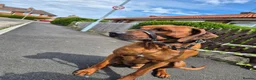 Rhodesian Ridgeback dogs for sale: Rhodesian Ridgeback Adult male  - Advert 4