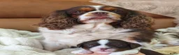 Cavalier King Charles Spaniel dogs for sale: Gorgeous KC Reg Chocolate Tri Boy  in Southampton - Advert 5
