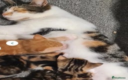 Maine Coon cats for sale: Kitten - Image 2