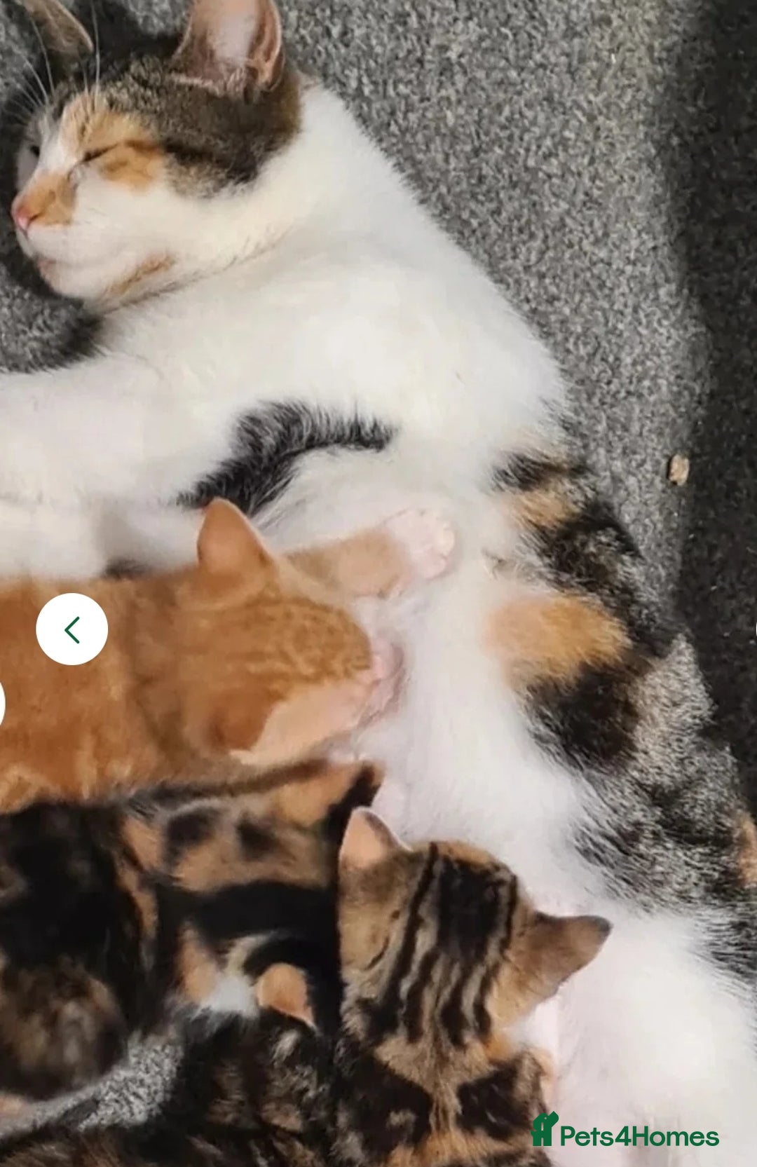 Maine Coon cats for sale: Kitten - Image 2