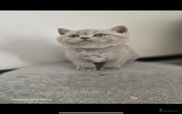 British Shorthair cats for sale: Top Quality GCCF British Shorthair Kittens!  - Image 10