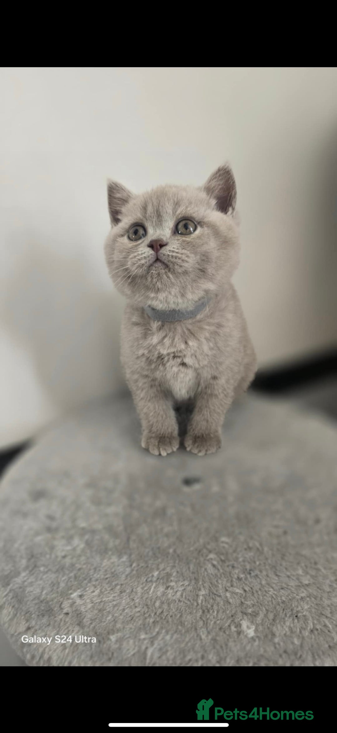 British Shorthair cats for sale: Top Quality GCCF British Shorthair Kittens!  - Image 10