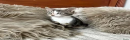 Mixed Breed cats for sale: Maincoon/tabby kittens 🐈‍⬛❤️ - Advert 18