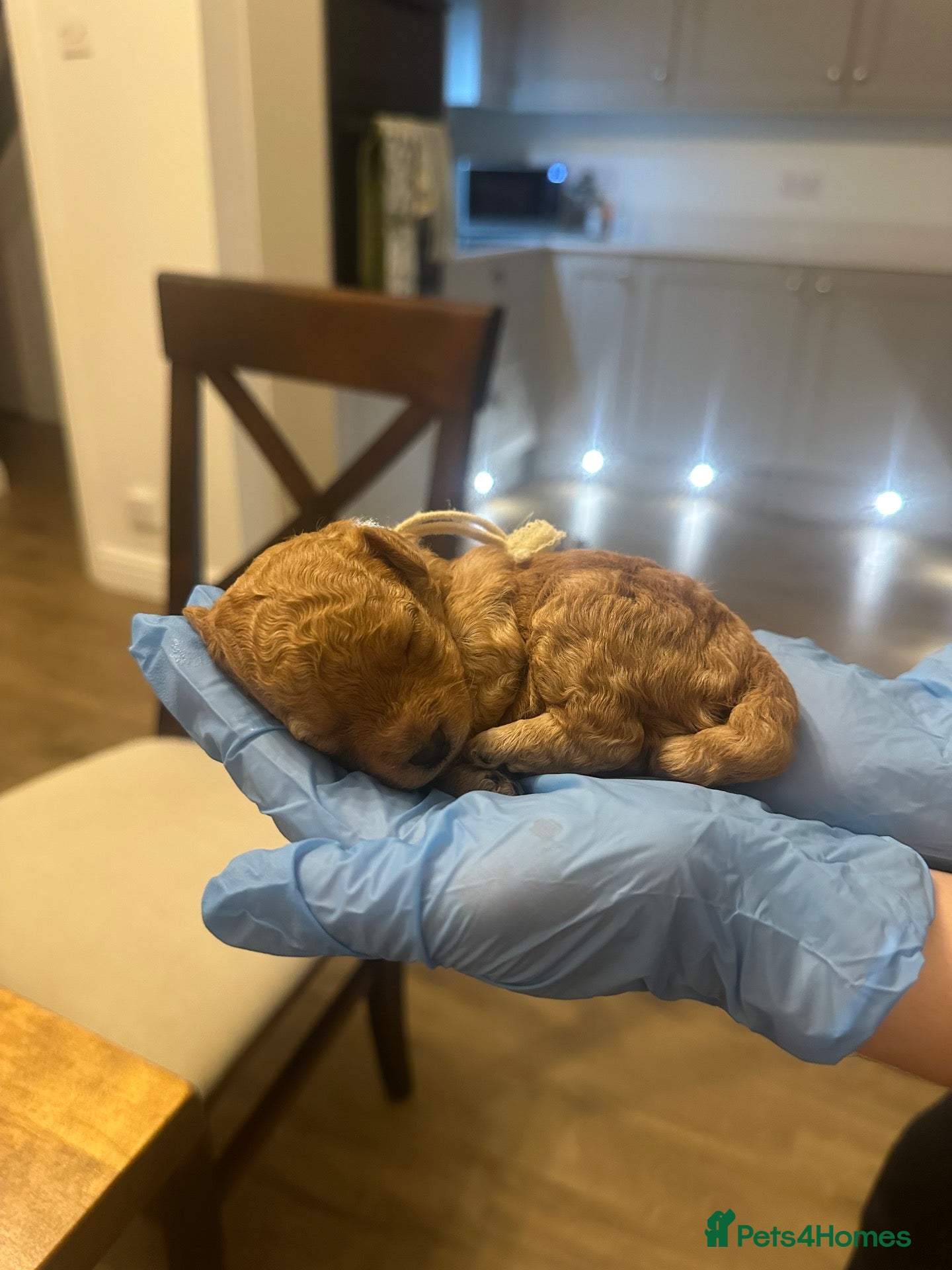 Cavapoo dogs ADORABLE F1b CAVAPOO PUPPIES - Advert 2