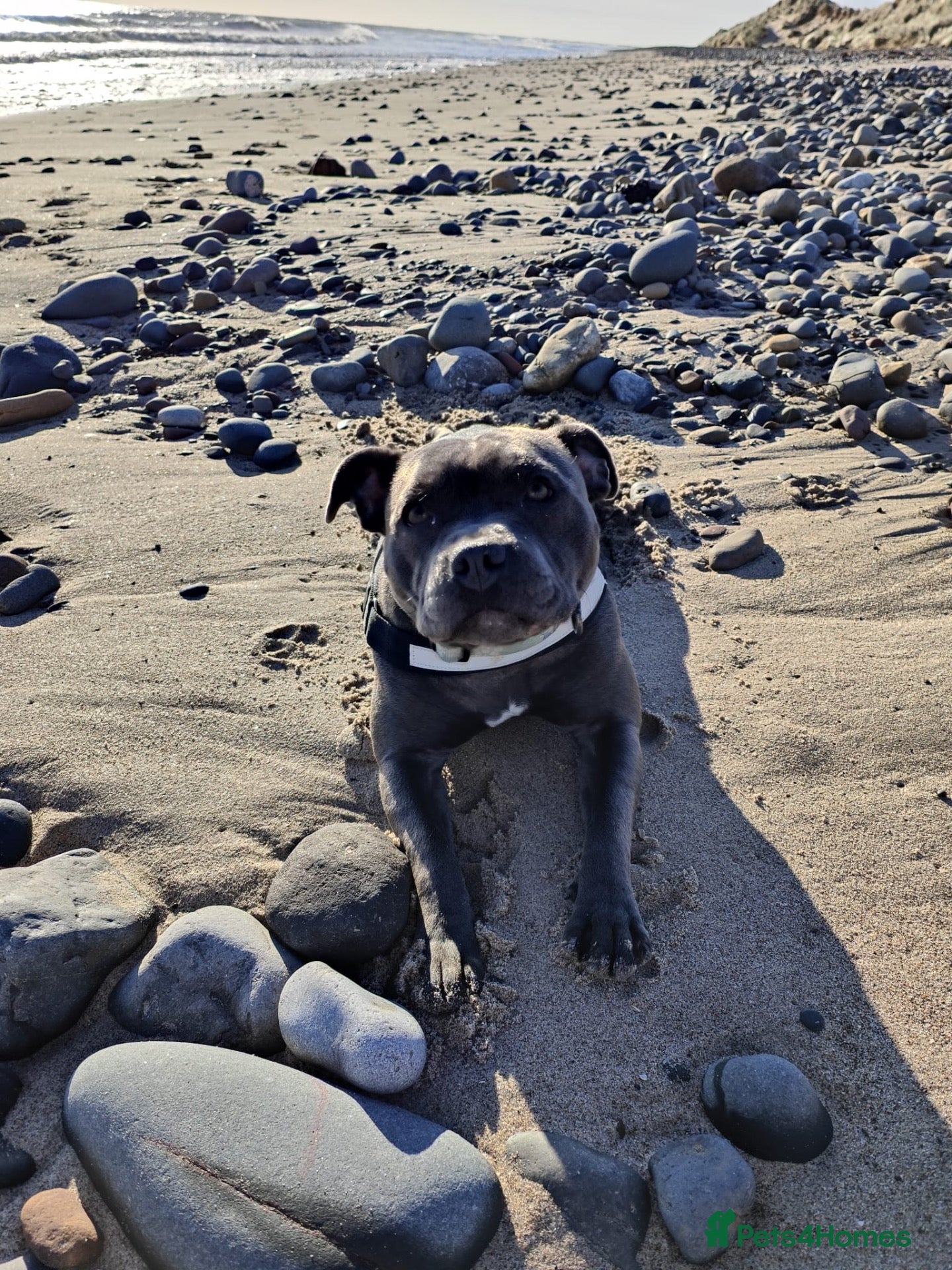 Staffordshire Bull Terrier dogs 🐾 Beautiful KC registered puppies 🐾 - Advert 2
