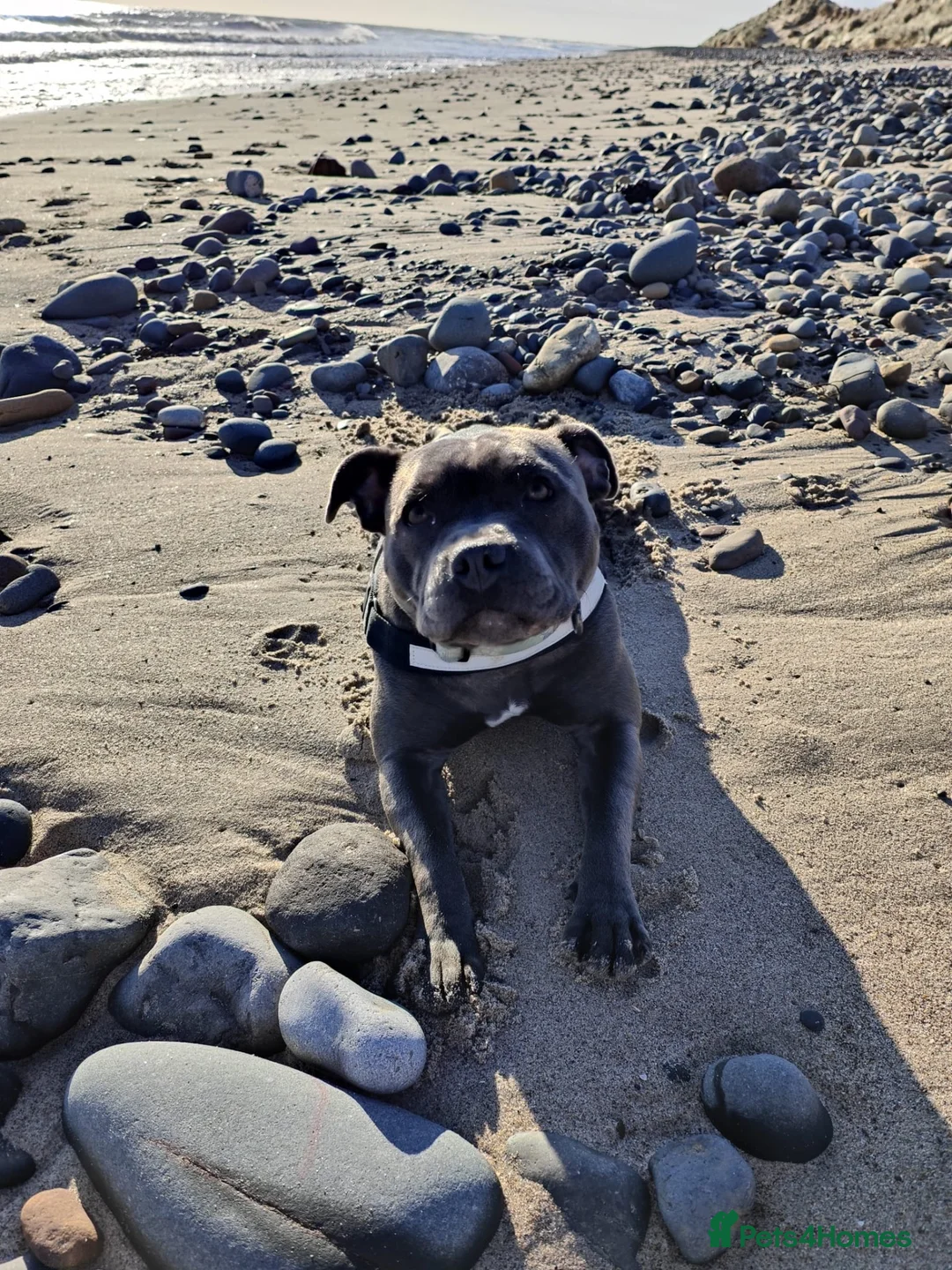 Staffordshire Bull Terrier dogs for sale: 🐾 Beautiful KC registered puppies 🐾 - Advert 2