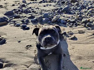 Staffordshire Bull Terrier dogs 🐾 Beautiful KC registered puppies 🐾 - Advert 2
