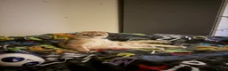 Mixed Breed cats for sale: 3 male kittens for sale  in Evesham - Advert 4