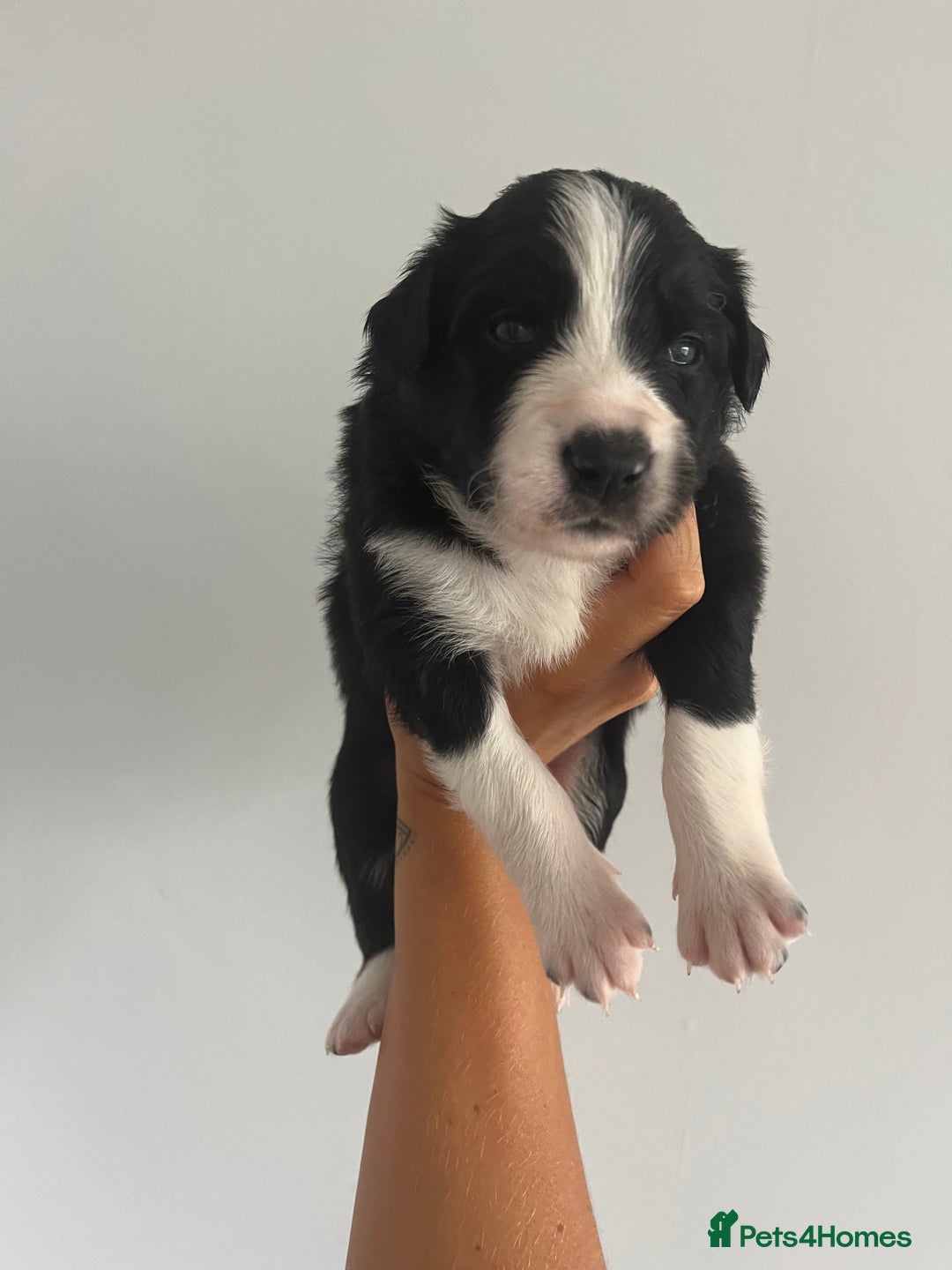 Border Collie dogs for sale: Border Collie pup- Merle, Black, Chocolate, Blonde - Image 11