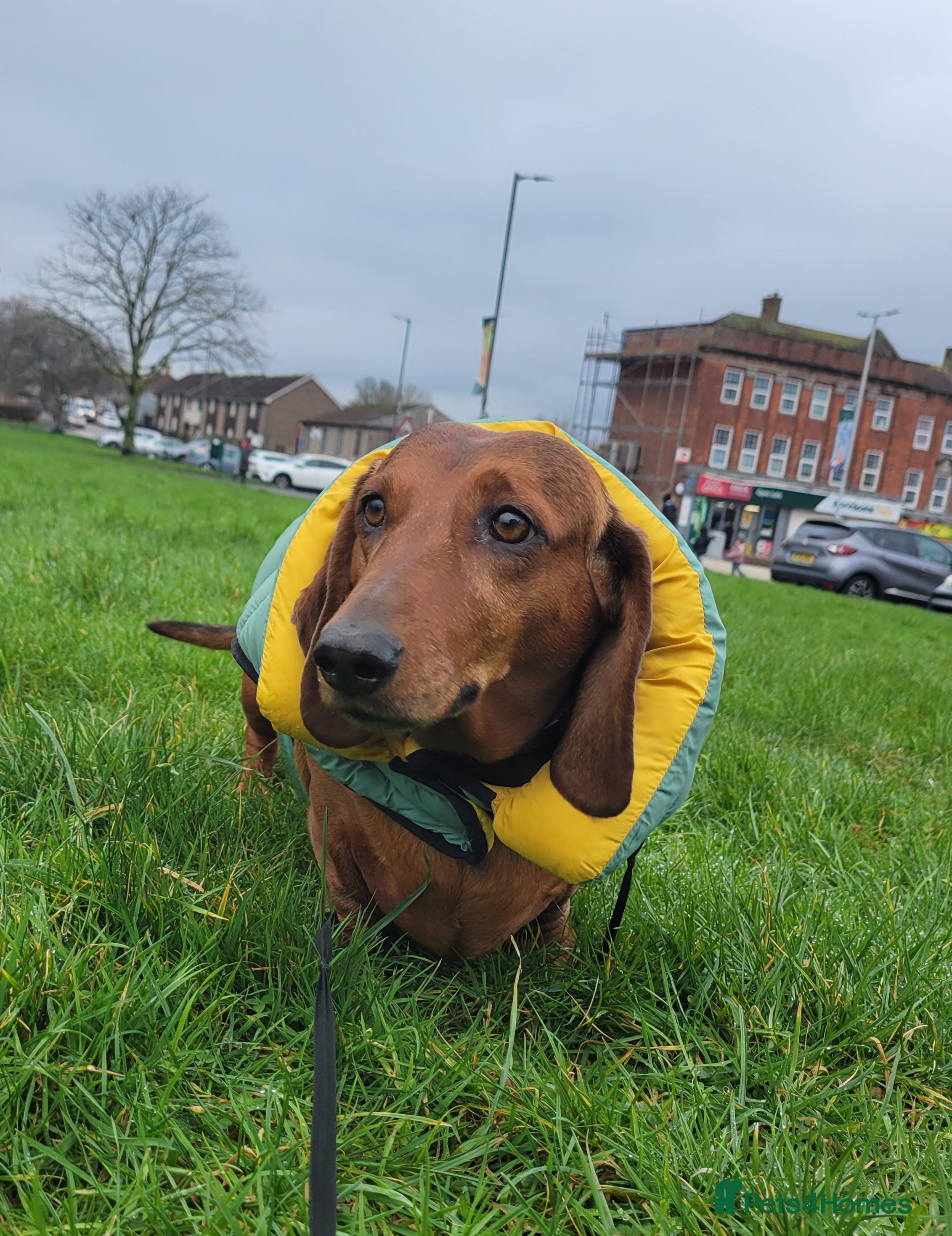 Dachshund dogs HOME NEEDED FOR MY FEMALE - Advert 2