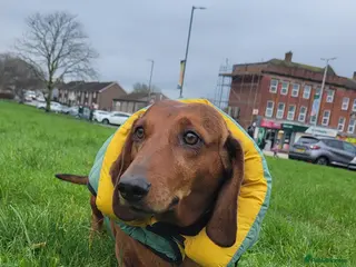 Dachshund dogs HOME NEEDED FOR MY FEMALE - Advert 2