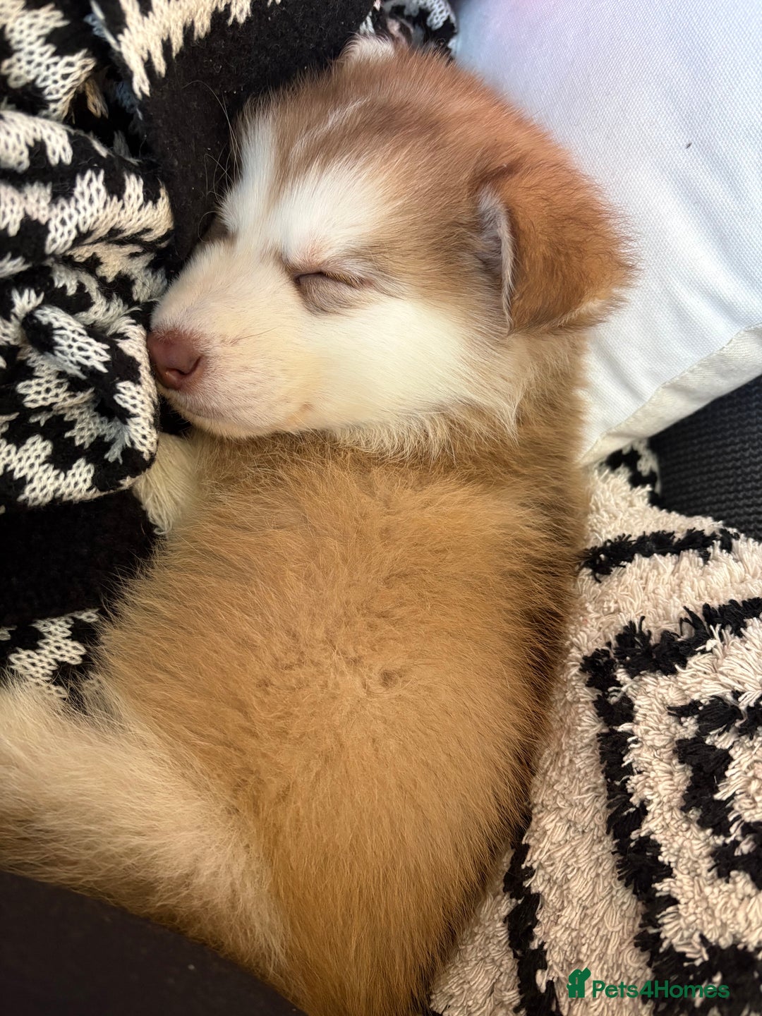 Mixed Breed dogs for sale: Dakota and Akila - Advert 16