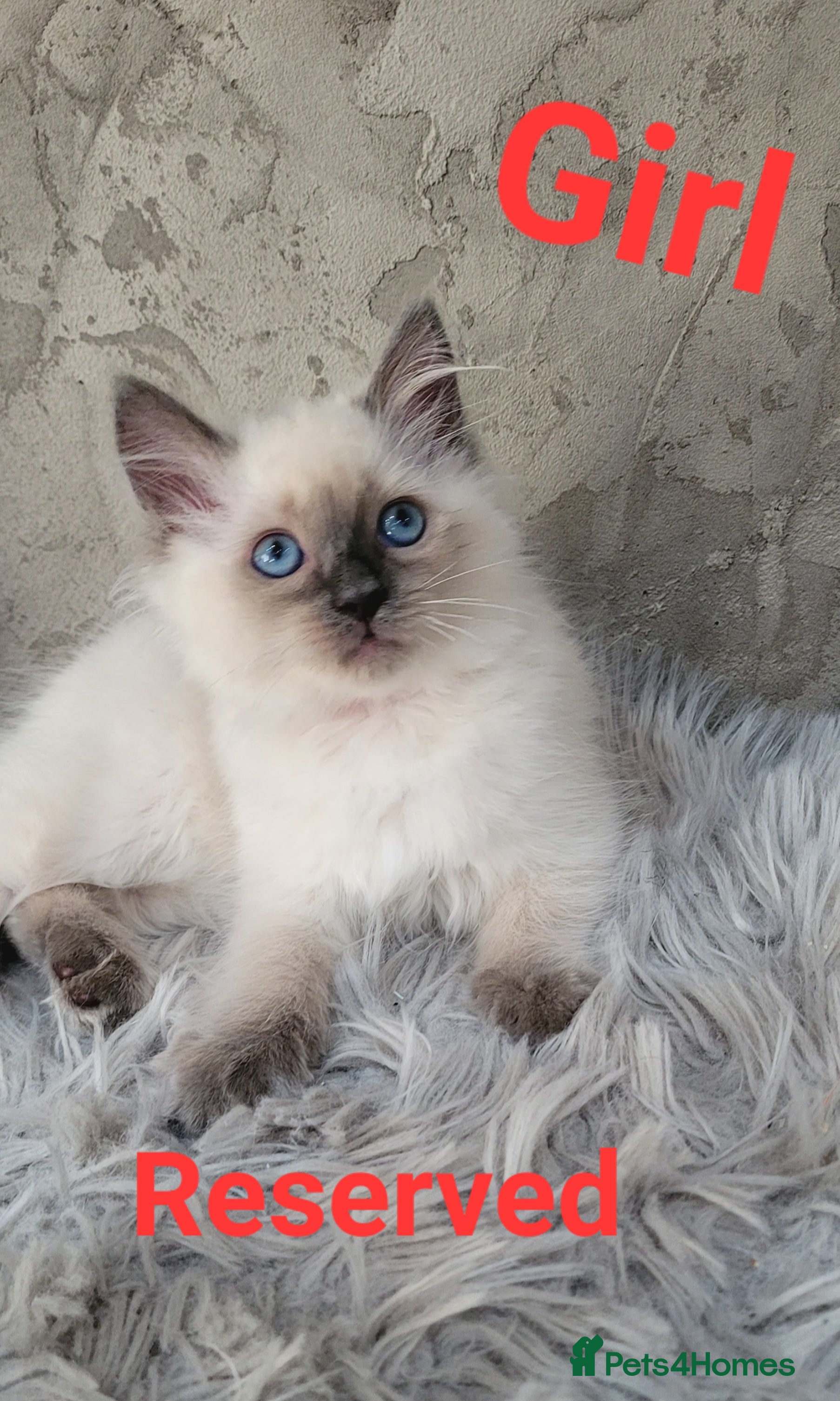 Ragdoll cats ❤️ All KITTENS SOLD❤️ Beautiful Ragdoll Kittens  - Advert 18
