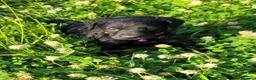 Labrador Retriever dogs for sale: KC Reg Black Labrador Puppies – Ready soon!! - Advert 7