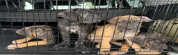 Cane Corso dogs for sale: BEAUTIFUL CANE CORSO puppies. PROTECTION+FAMILY - Advert 1