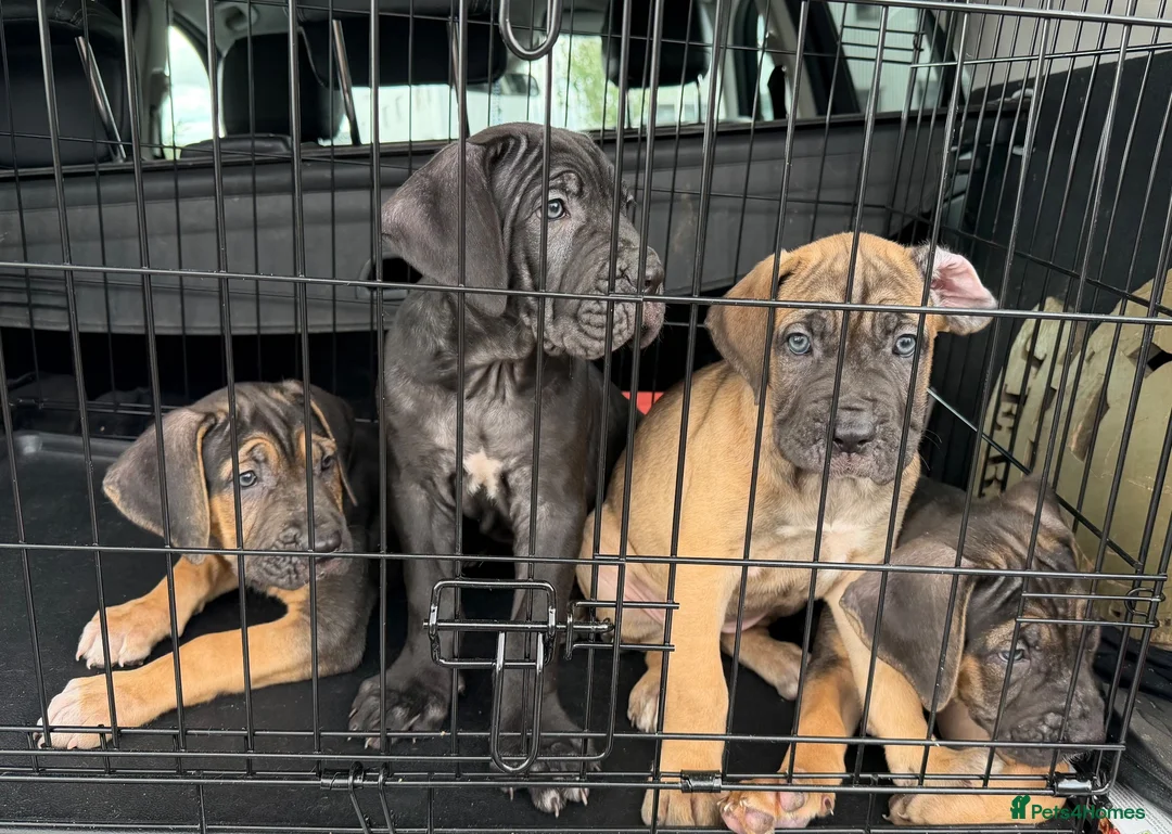 Cane Corso dogs for sale: BEAUTIFUL CANE CORSO puppies. PROTECTION+FAMILY - Advert 1