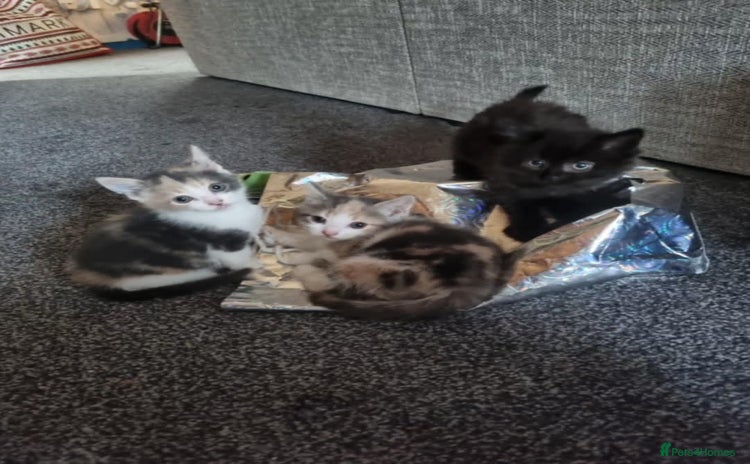 Mixed Breed cats - Advert 2