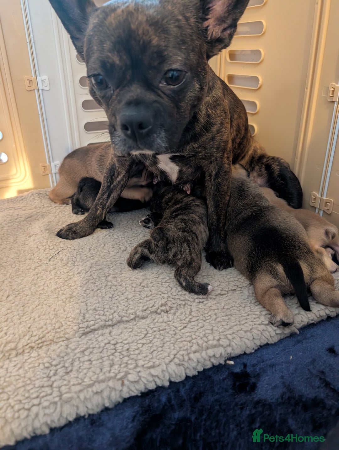 French Bulldog dogs for sale: Mixed (75%) French Bulldog Frenchie Puppies - Advert 4