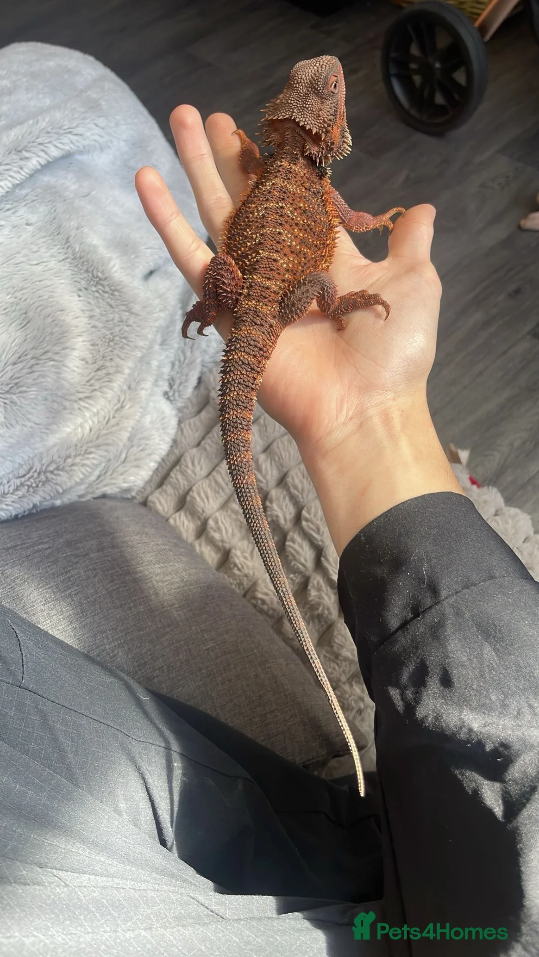 Bearded Dragon reptiles for sale: Red monster bearded dragon & full enclosure  in Manchester - Advert 2
