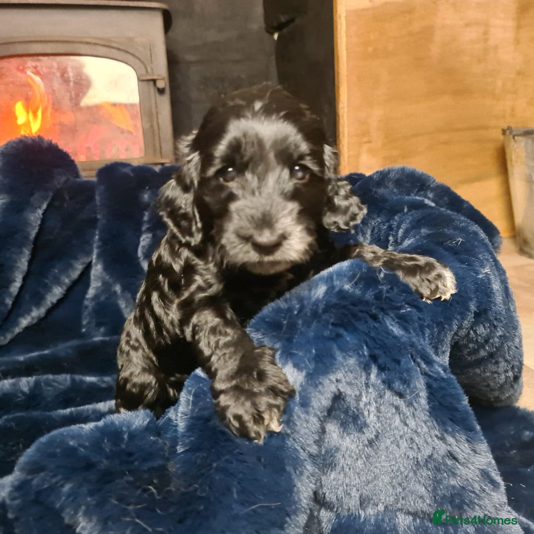 Cockapoo dogs for sale: Exceptional Cockapoo Puppies for Sale - Advert 21