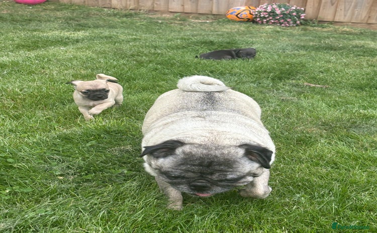 Pug dogs - Advert 6