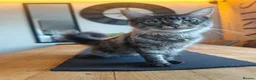 Mixed Breed cats for sale: Mixed Maine Coon Kittens :) - Advert 2