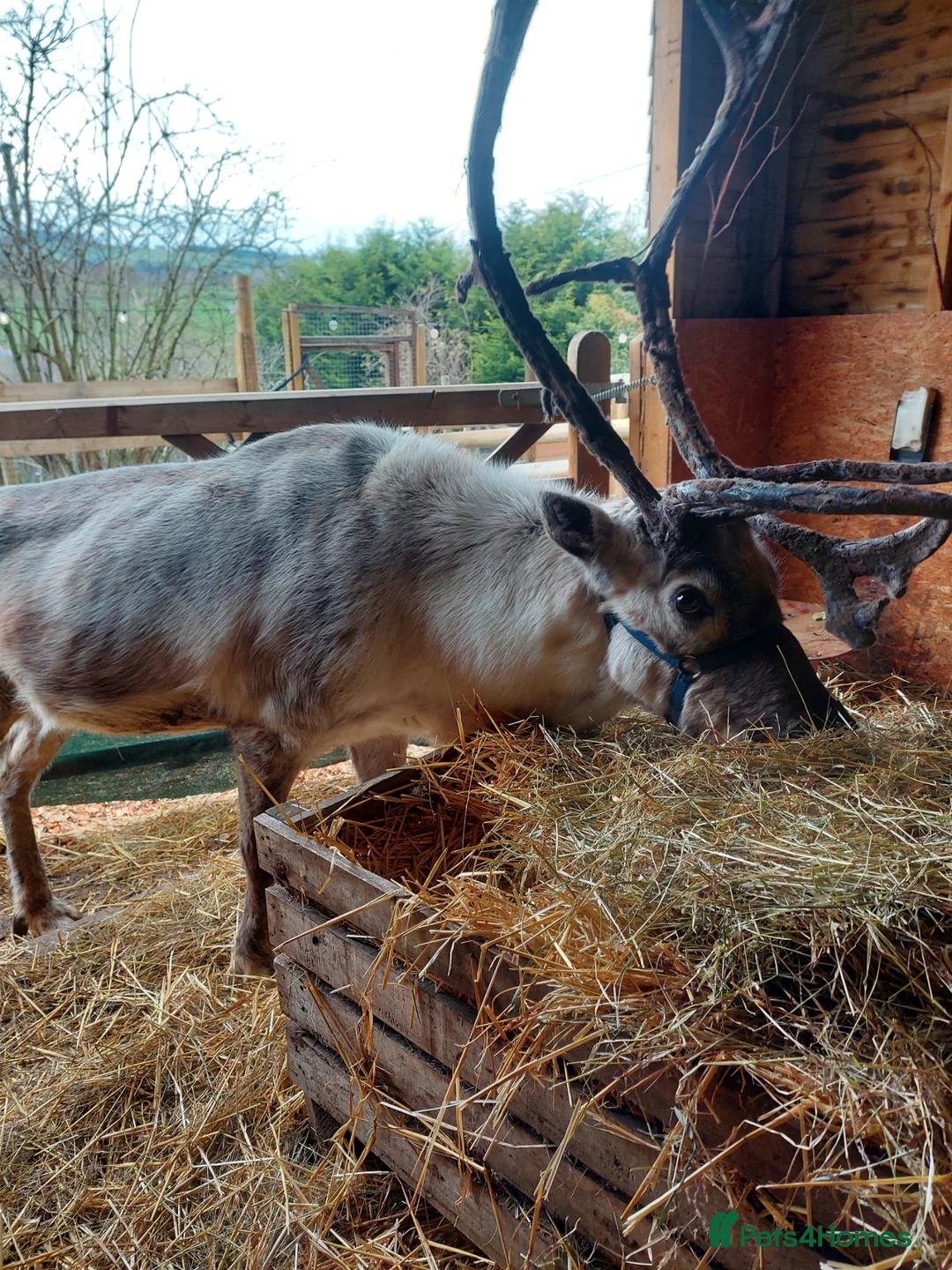 Mixed Breed livestock for sale: Reindeer - Advert 3