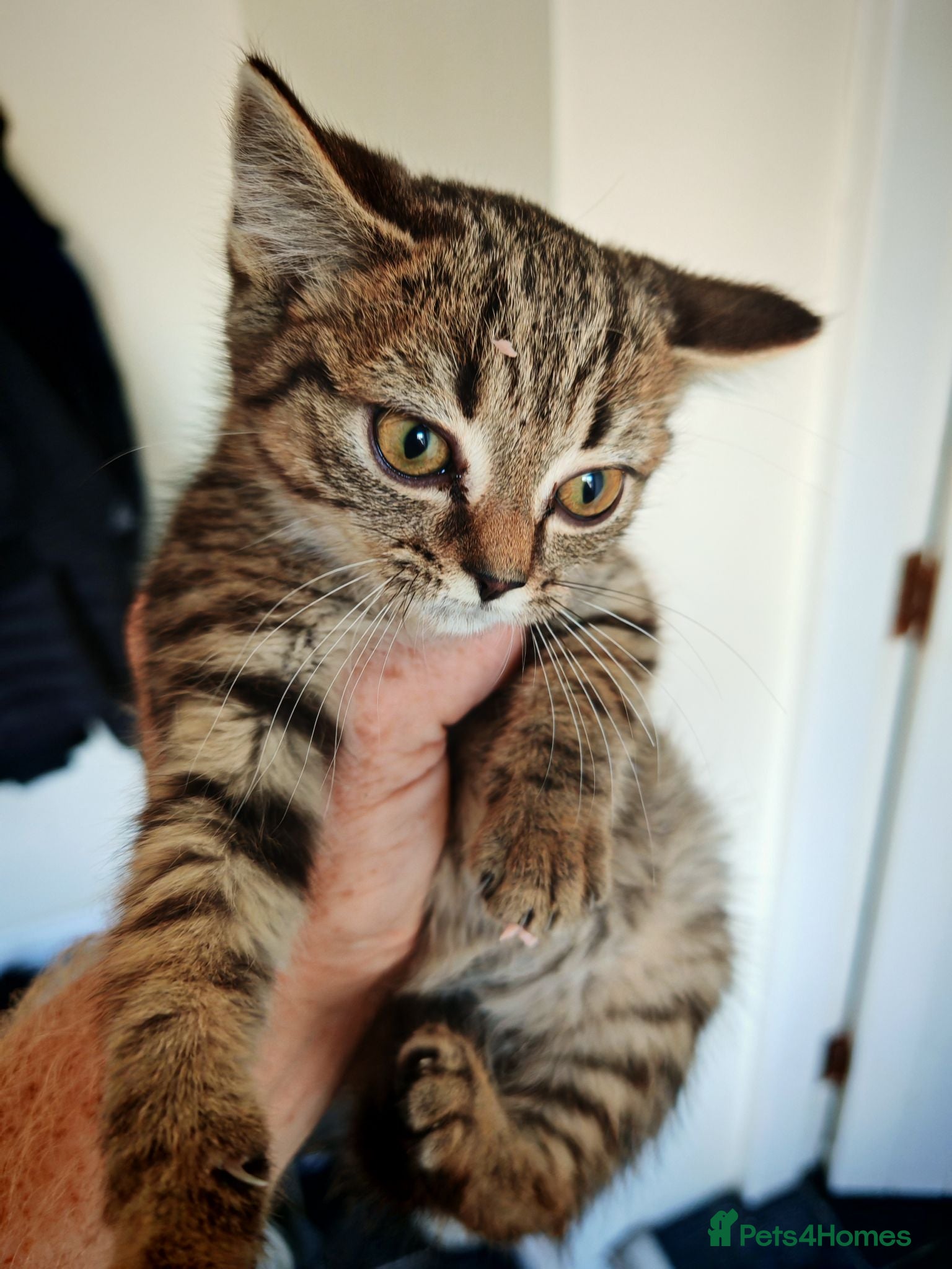 Mixed Breed cats STUNNING BRITISH SHORTHAIR CROSS FEMALE KITTEN - Advert 2