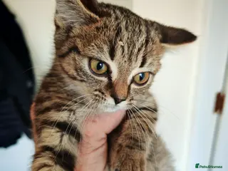 Mixed Breed cats STUNNING BRITISH SHORTHAIR CROSS FEMALE KITTEN - Advert 1