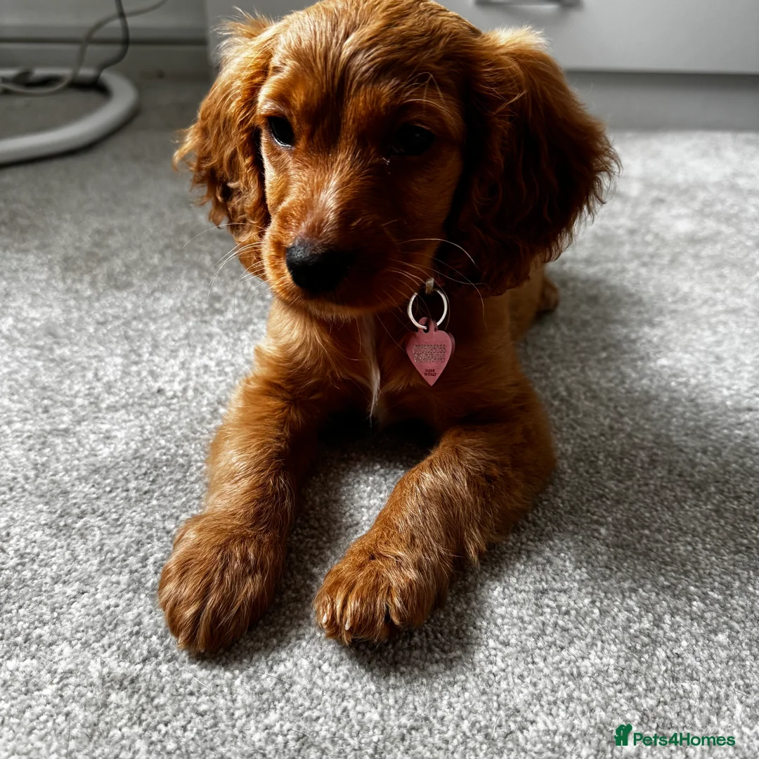 Cockalier dogs for sale: 10 week puppy cockalier  - Advert 3