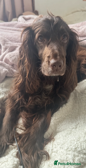 Cocker Spaniel dogs Coco the most beautiful 4 year old cocker spaniel  - Advert 1