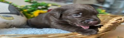 Labrador Retriever dogs for sale: STUNNING Chocolate Labrador Puppies  - Advert 21