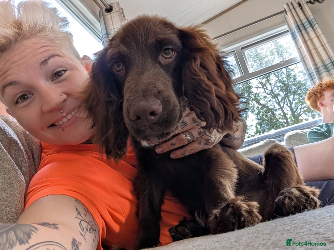 Sprocker dogs for sale: Male sprocker for sale £400 - Advert 6