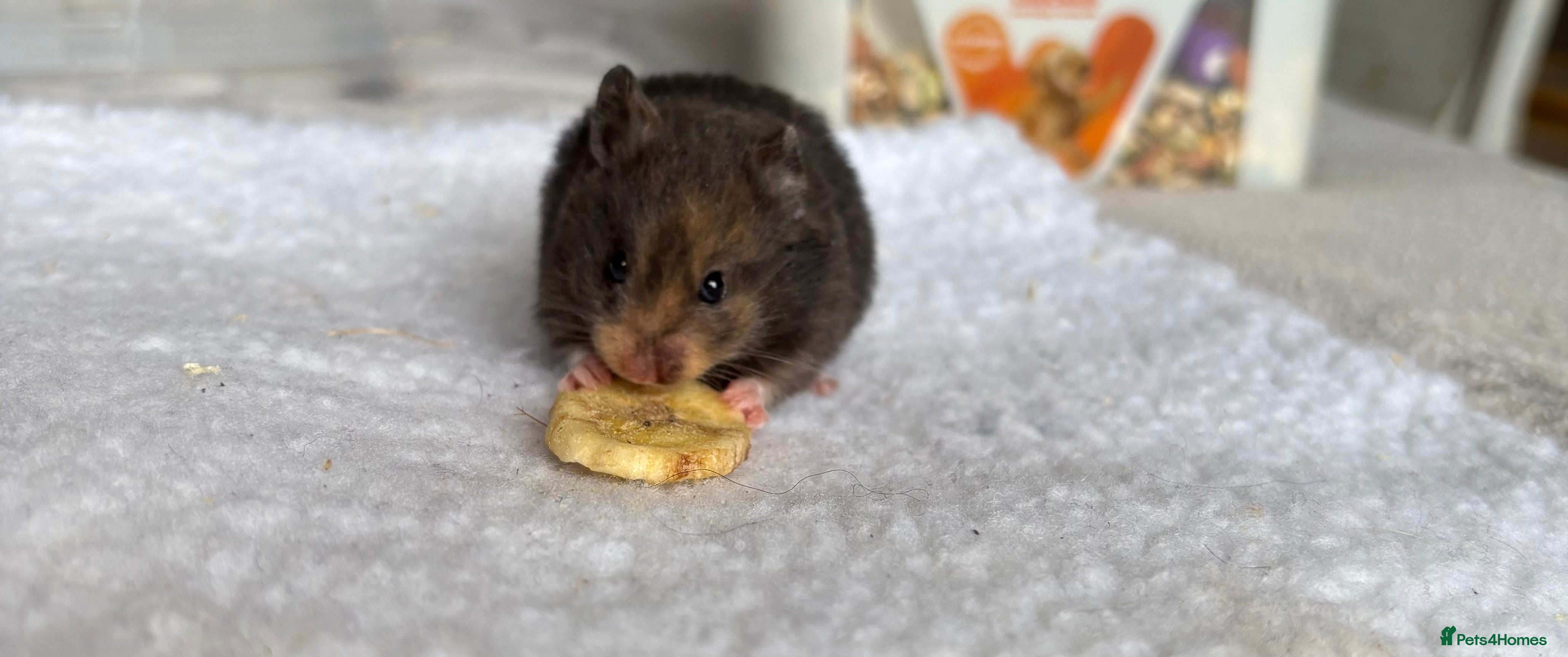 Hamster rodents Pedigree Syrian hamster pups/ dwarf hamster  - Advert 3